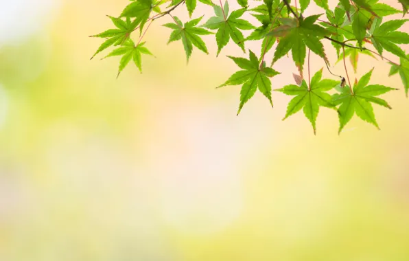 Leaves, macro, trees, nature, background