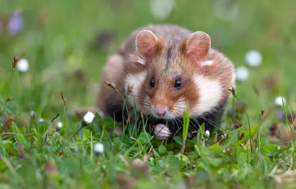 Grass, glade, hamster, muzzle, hamster