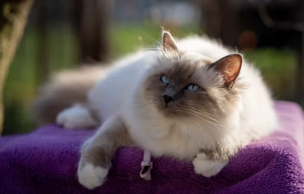 Cat, purple, cat, look, pose, blanket, muzzle, fabric
