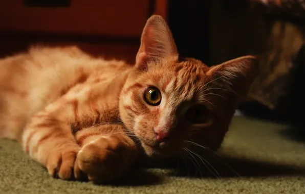Picture cat, cat, look, face, pose, the dark background, portrait, paws