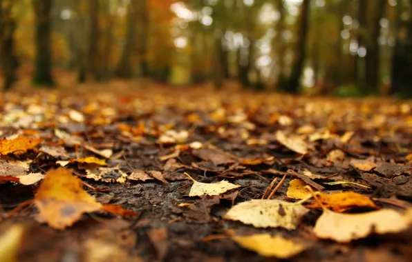 Autumn, leaves, street