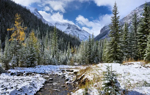 Picture trees, landscape, mountains, river