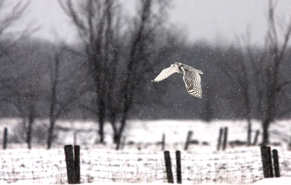 Picture snow, trees, the fence, flying, wood, flying, fence, snowy owl