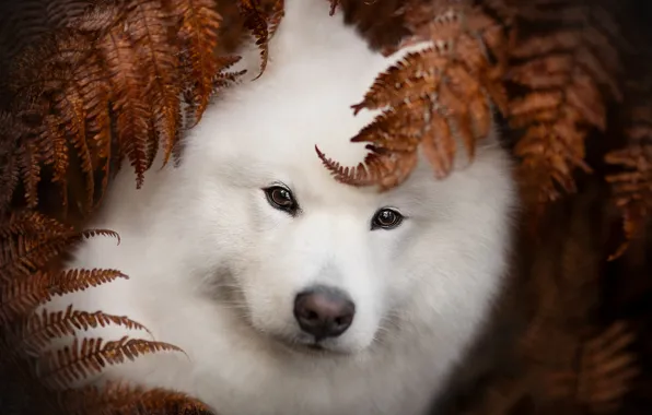 Autumn, look, leaves, nature, pose, portrait, dog, white