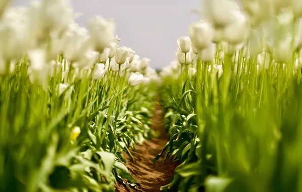 Greens, field, leaves, light, blur, spring, tulips, white