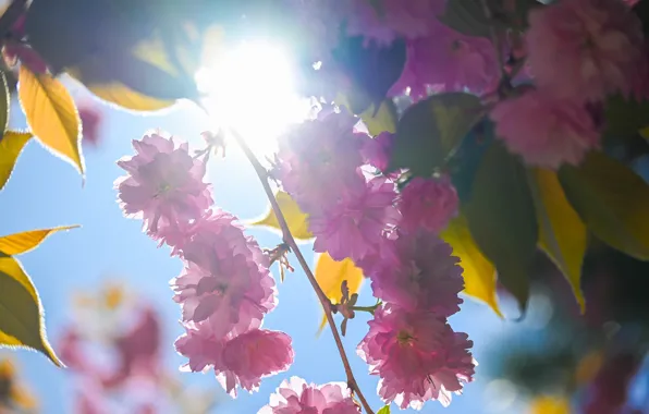 The sky, leaves, the sun, macro, rays, light, flowers, branches