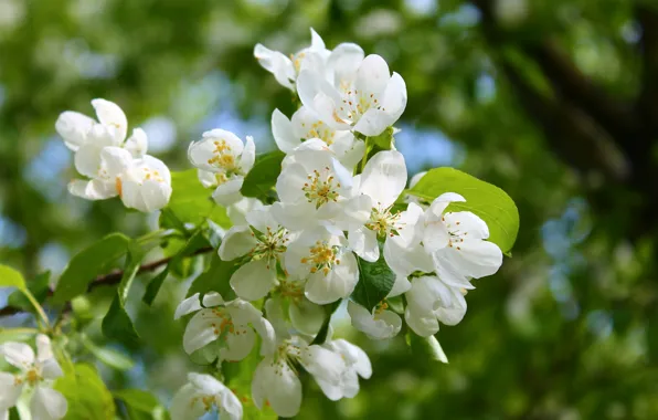 Picture white, blue, color, spring