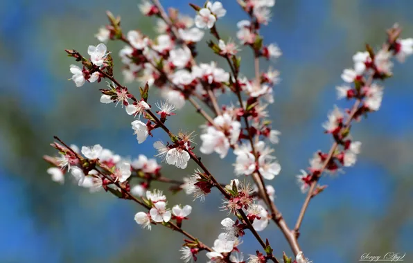 Picture sprig, spring, flowering
