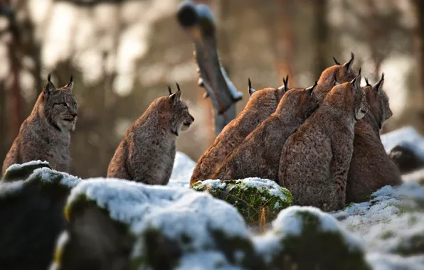 Picture winter, snow, stones, company, lynx, sitting, lynx, a lot