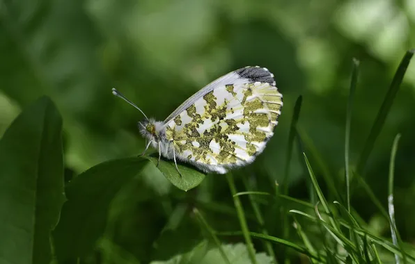 Grass, leaves, microsemi, wings, Butterfly, insect, beautiful, closeup