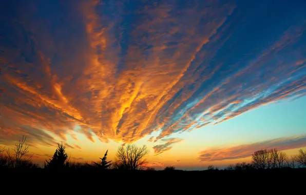 Trees, landscape, silhouette