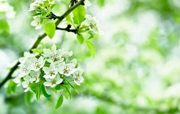 Picture leaves, branches, cherry, petals, blur, white