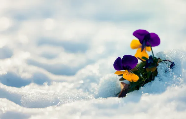 Picture winter, snow, flowers