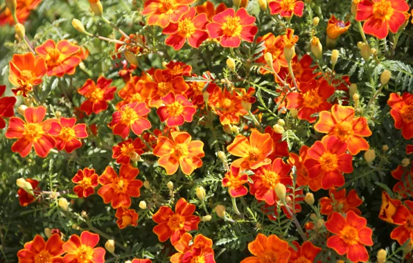 Summer, flowers, marigolds