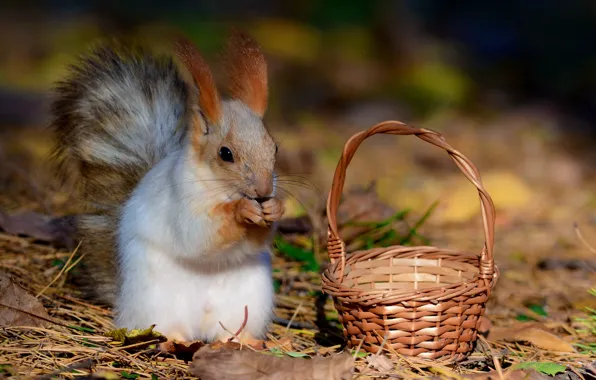 Picture Autumn, Leaves, Basket, Protein