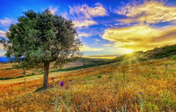 The sky, sunset, tree, meadow, Italy, Italy, Calabria, Calabria