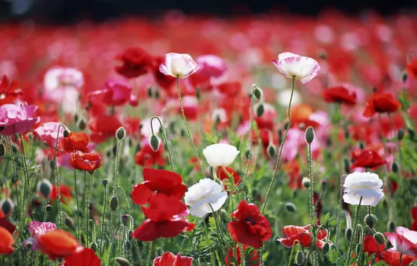 Field, macro, flowers, Maki, plants, red, white