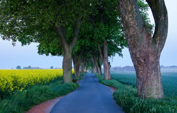 Picture road, trees, field