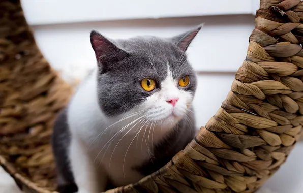 Cat, cat, look, pose, face, network, yellow eyes, grey with white