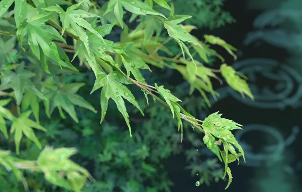 Leaves, Kotonoha no Niwa, The garden of words, Makoto Xingkai