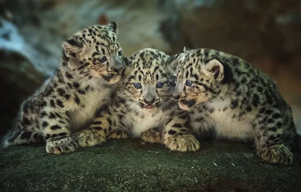 Kittens, kids, trio, leopards, cubs, Trinity