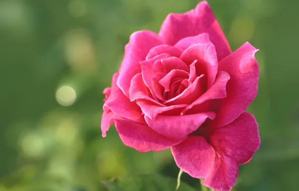 Close-up, background, pink, rose, petals, bokeh