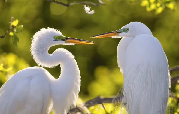 Light, birds, branches, pair, white, Heron, a feather, herons