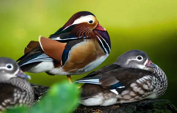 Birds, pose, stone, duck, duck, green background, tangerine, Mandarin