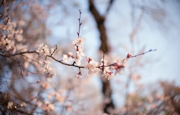 Macro, flowers, spring, flowering, bokeh