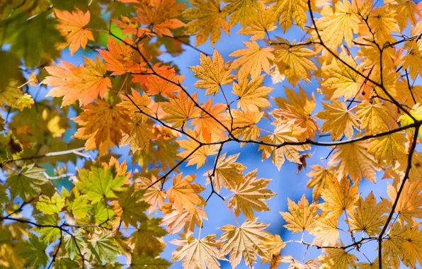 Autumn, leaves, view, bottom, yellow, Autumn lifs
