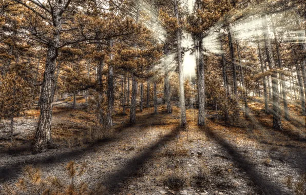 Picture forest, the sun, rays, hdr, coniferous