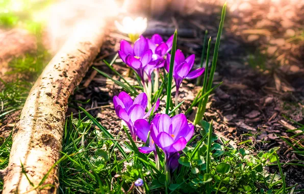 Picture spring, crocuses, log