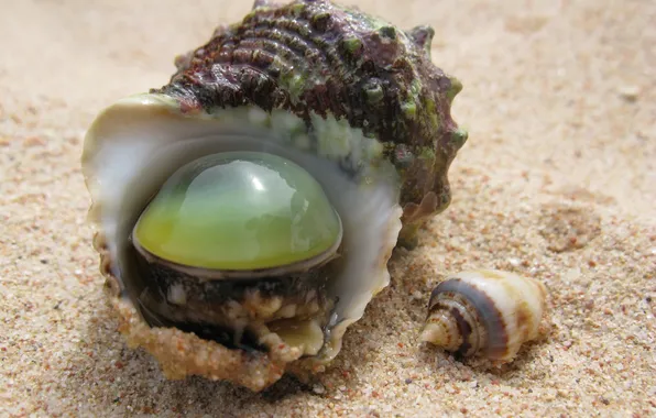 Sand, clam, sink, pearl