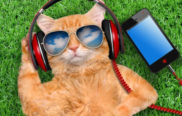 Grass, cat, glasses, smart phone