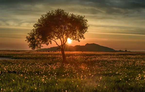 Field, the sky, grass, the sun, clouds, rays, light, sunset