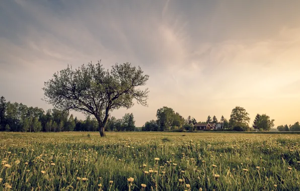 Field, grass, flowers, tree, home, grass, field, flowers
