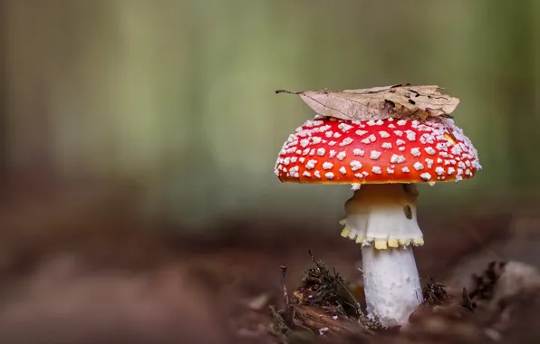 Autumn, nature, background, mushroom, leaf, mushroom, dry, bokeh