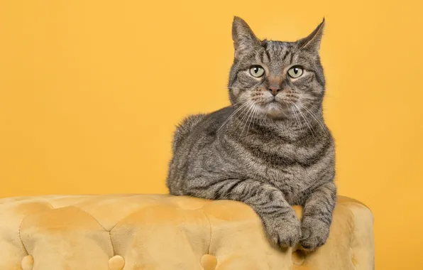 Cat, cat, look, pose, grey, paws, lies, face