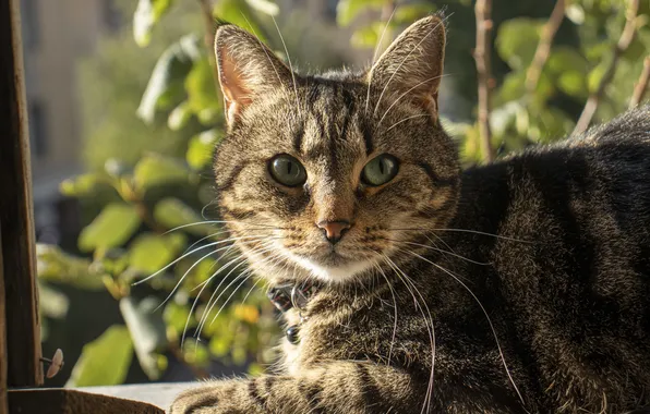 Greens, Cat, Light, Eyes, Archanicum, Chucha, Canon 200D
