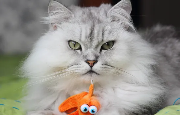 Download wallpaper cat, cat, look, face, toy, section cats in ...