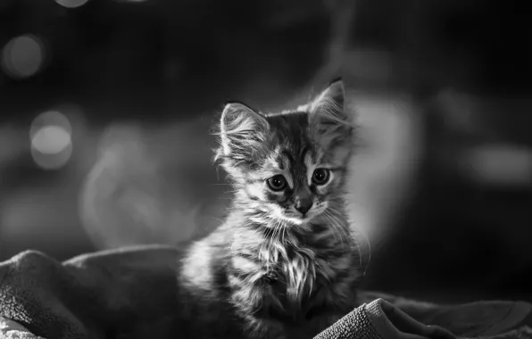 Baby, black and white, kitty, monochrome