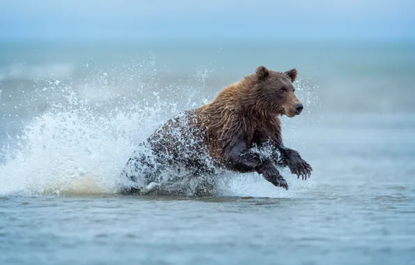 Picture water, squirt, bear, Alaska