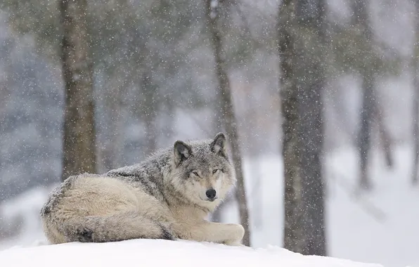 Nature, predator, animal, wolf, wildlife, portrait, portrait., Canis lupus. face