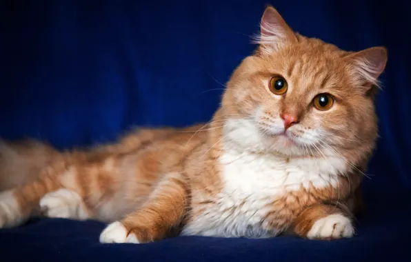 Cat, cat, look, face, pose, portrait, paws, red