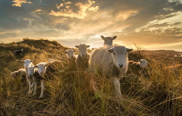 The sky, grass, look, the sun, light, sunset, sheep, pasture