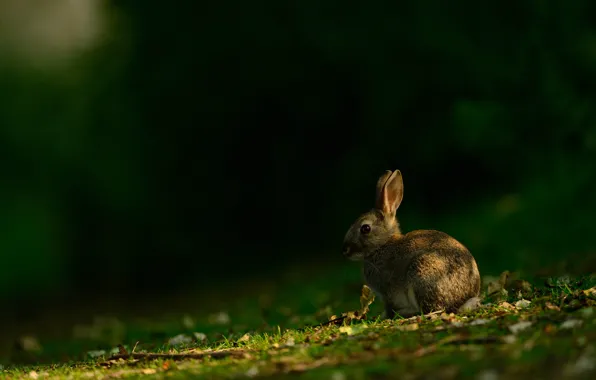 Grass, look, leaves, light, nature, grey, glade, hare