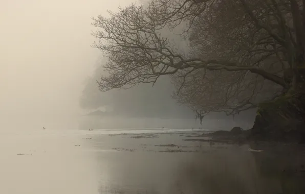 Picture fog, river, tree, branch, shore