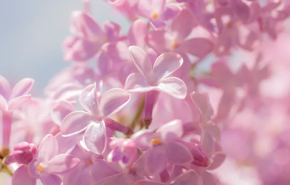Flowers, color, spring, lilac