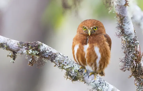 Owl, branch, red
