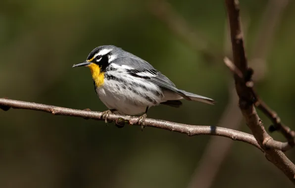 Picture the sun, branches, nature, background, bird, bokeh, Yellow-throated Warbler